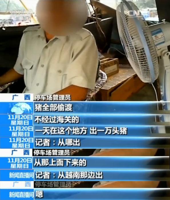 央视揭秘越南生猪走私利益链：1天上万头偷渡中国