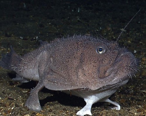 印尼奇异深海动物:四足琵琶鱼海底悠闲漫步_财经_腾讯网