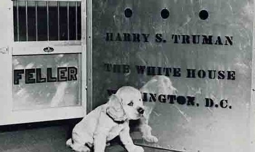 美国历任总统和他们的狗