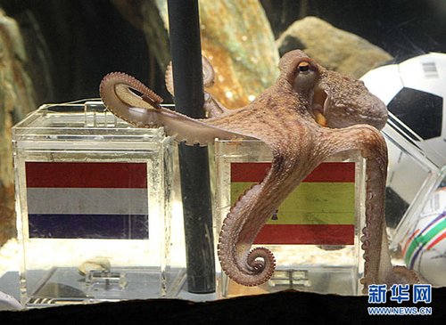 章鱼帝金盆洗手寿命熬不过后年?_新闻滚动