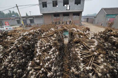 山东：&ldquo;蒜你狠&rdquo;再见