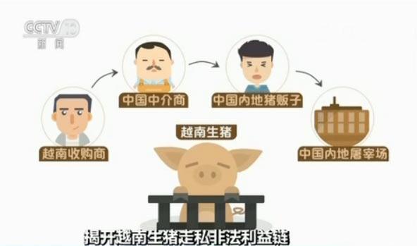央视揭秘越南生猪走私利益链：1天上万头偷渡中国