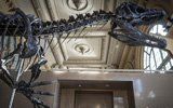 法国将拍卖恐龙骨架