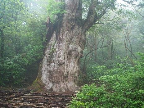 世界十大最古老树木:4800岁地狐尾松问鼎(组图