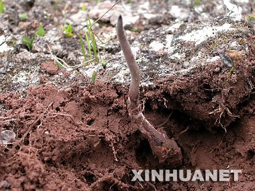 冬虫夏草,如何把根留住_新闻滚动