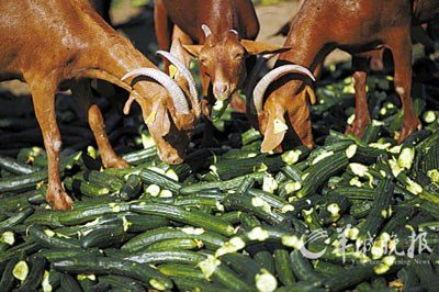 瑞典首现死亡病例 毒黄瓜污染源谜团仍未解开