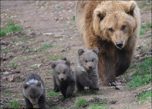 这是三只熊宝宝第一次外出活动,它们于数月前出生,却一直未曾公开与