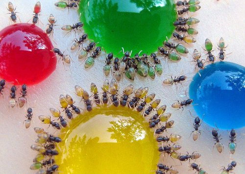其中的秘密源自蚂蚁所吃的食物颜色
