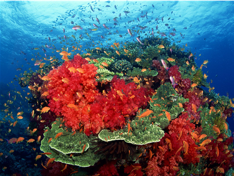 雯莉天然珊瑚树夺目2011国际珠宝展