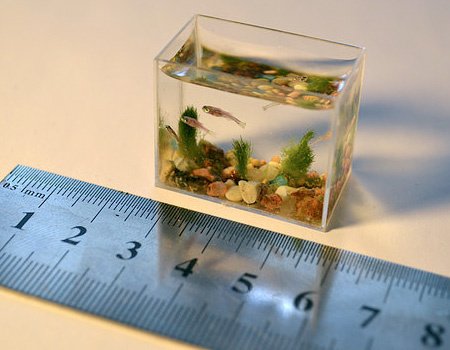 世界上最小的水族箱[组图]
