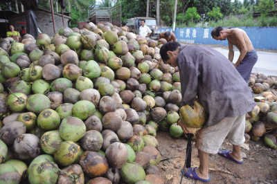 海南椰子价格暴跌