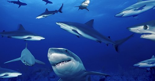 每年7900万头鲨鱼遭捕杀 都是鱼翅消费惹的祸
