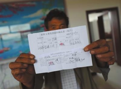 陕西4000亩转基因玉米遭强铲 种子商已被拘留