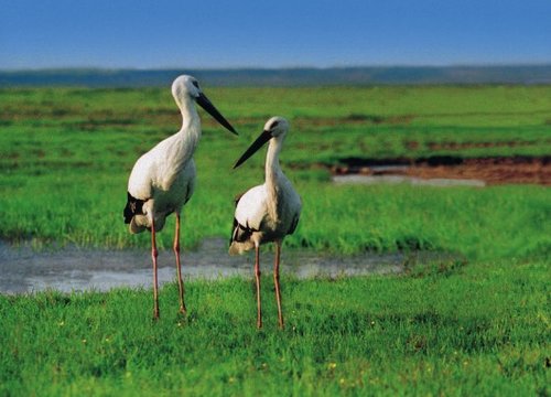 地球上最美的母亲：鄱阳湖国家湿地公园[组图]