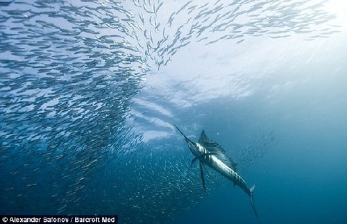 水下摄影照片呈现奇幻海底世界:壮观狗鱼群