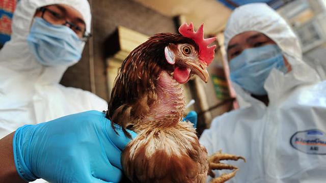 美国禽流感肆虐导致鸡蛋和火鸡价格暴涨