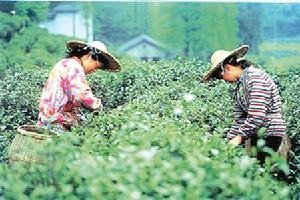 天价茶频现 中国万家茶企不抵一英国立顿