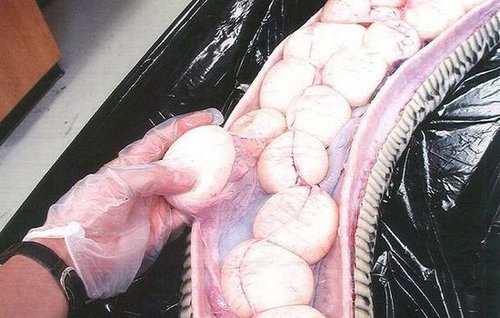 岁女孩子的故事+四格漫画