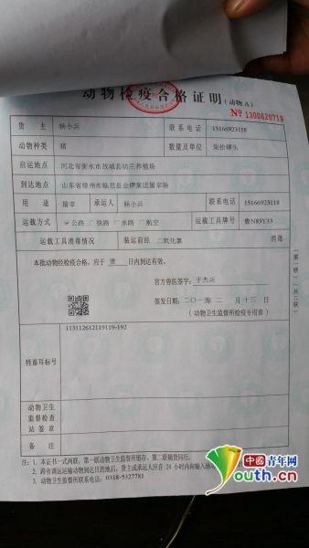 记者在动检部门拍到的编号为1300620719的检疫证明存根联。中国青年网记者 宿希强 摄