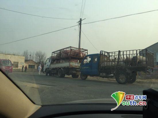 向位于山东临邑县德州金锣送猪的运猪车。中国青年网记者 宿希强 摄