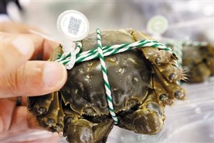 崇明岛大闸蟹将首次销往香港