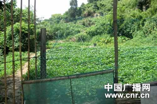 国家一级保护动物梅花鹿落草为寇偷菜扰民