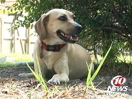 阿根廷5只流浪狗狠咬<em>性侵犯</em> 拯救<em>12岁少女</em>_财