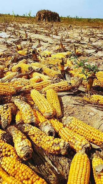 陕西转基因玉米案：嫌犯已在内蒙古种500多亩产20万斤