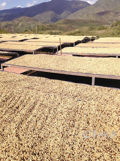 云南咖啡欲逆袭争夺定价权 摆脱雀巢等巨头制约