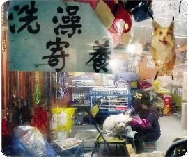 武汉宠物产业市场急速扩大