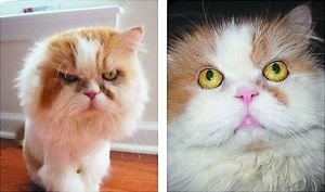 英媒评出混迹社交网络的十大最可爱宠物(组图