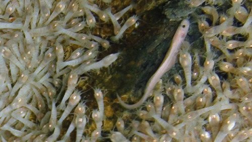 英科学家发现深海发光虾 能承受450℃高温(图