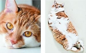 英媒评出混迹社交网络的十大最可爱宠物(组图