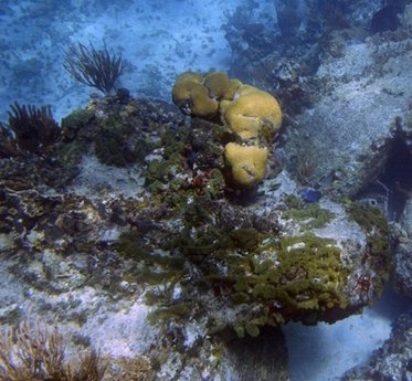 科学家发现海绵拥有七成人类基因