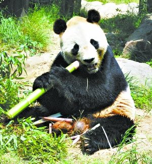 旅日大熊猫兴兴猝死 中国将派专家组调查死因