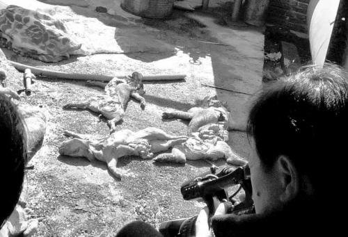 ǧ�����ҩ���������� ĸ������400ͷ�������