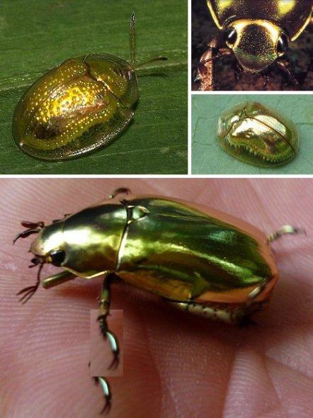 只是它们的外壳闪闪发光,其中黄金圣甲虫和黄金龟甲虫就属于金色甲虫
