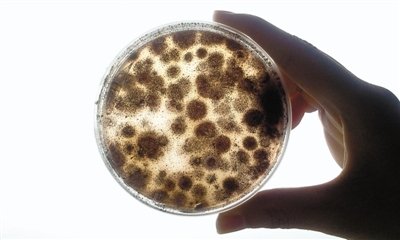 近9成空调散热片细菌超标:3天可吹霉白米饭
