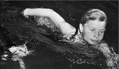 外国 猫咪搞笑照走红(组图)