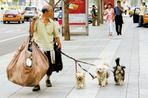 北京街头:流浪人的宠物狗