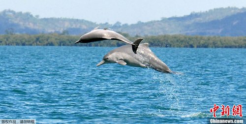 科学家在澳大利亚发现新品种驼背豚