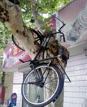 毕业生搞怪自行车不带走挂树上