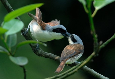 聆听鸟语 感悟生活 访鸟类摄影家帕瓦龙_财经_腾讯网