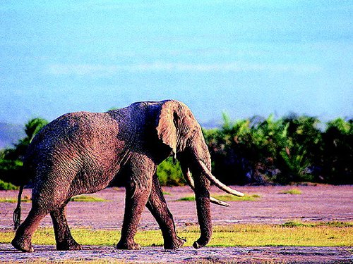 婆罗洲侏儒象侏儒象是婆罗洲最神秘,最富魅力的动物,它们的独特之处