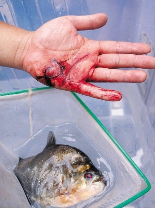 官方澄清柳州食人鱼事件:伤人不吃人