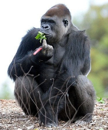 给我吃香蕉! 大猩猩隔玻璃呲牙咧嘴干着急(图)