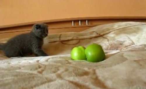 各路小猫卖萌视频受热捧 可爱淘气时而犯傻(图