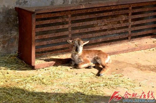 合肥野生动物园欧洲盘羊家族添丁进口
