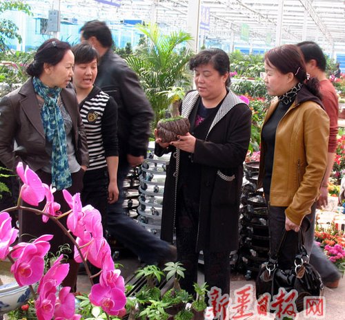 克拉玛依的客户在143团新建的花卉市场购花(图