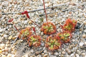 植物“杀手” 搬家至仙湖植物园